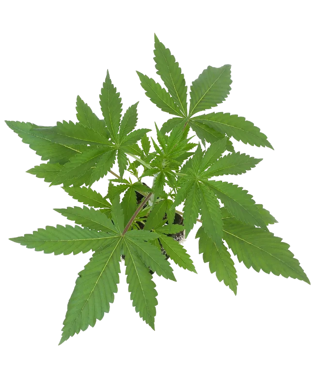 Jack Herer® Feminisierte Cannabispflanzen