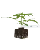 Jamaican Pearl Feminisierte Cannabispflanzen