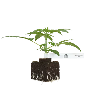 Jamaican Pearl Feminisierte Cannabispflanzen