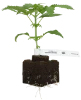 Mandarine Jam Feminisierte Cannabispflanzen