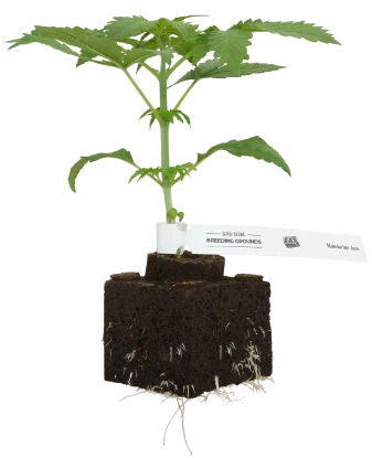 Mandarine Jam Feminisierte Cannabispflanzen