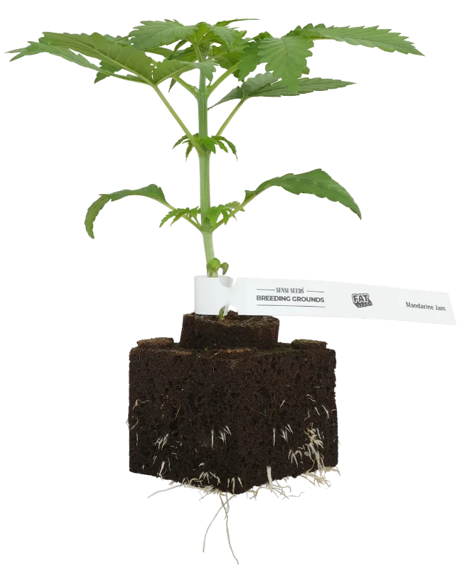 Mandarine Jam Feminisierte Cannabispflanzen
