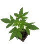 Mandarine Jam Feminisierte Cannabispflanzen