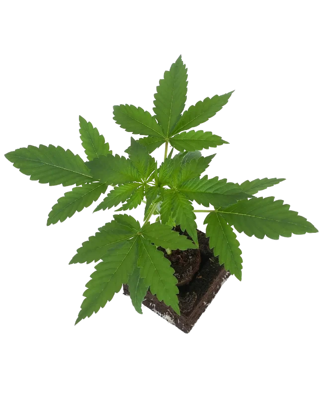 Mandarine Jam Feminisierte Cannabispflanzen
