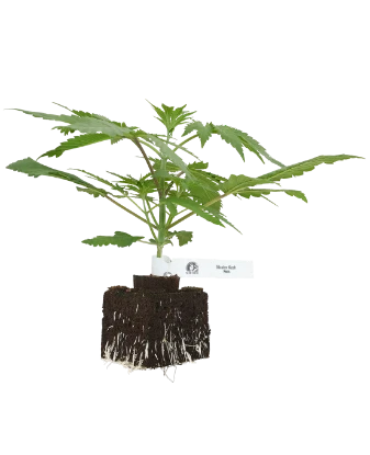 Master Kush Feminisierte Cannabispflanzen von White Label