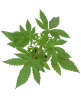 Master Kush Feminisierte Cannabispflanzen von White Label