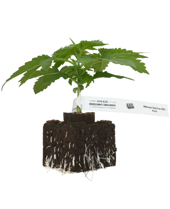 Mimosa Sunrise XXL Automatic Cannabispflanzen