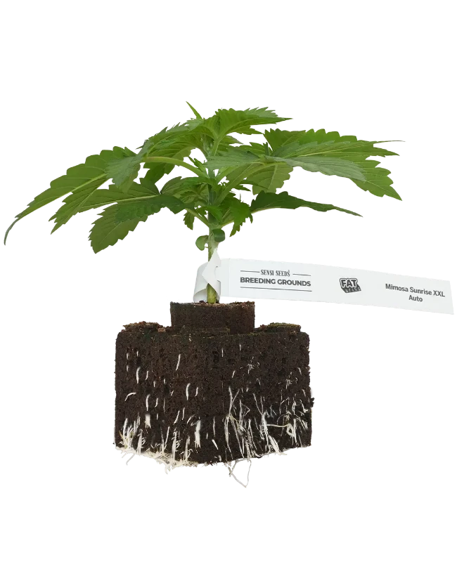 Mimosa Sunrise XXL Automatic Cannabispflanzen