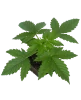 Mimosa Sunrise XXL Automatic Cannabispflanzen
