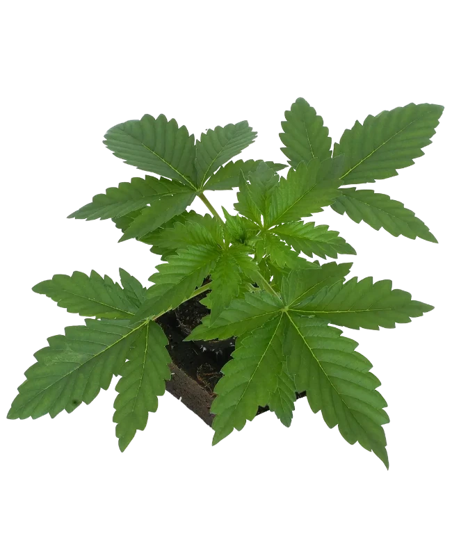 Mimosa Sunrise XXL Automatic Cannabispflanzen