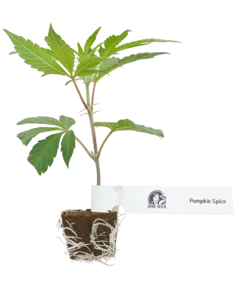 Pumpkin Spice Feminisierte Cannabispflanzen