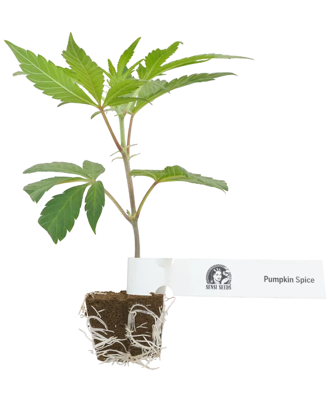 Pumpkin Spice Feminisierte Cannabispflanzen