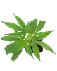 Pumpkin Spice Feminisierte Cannabispflanzen