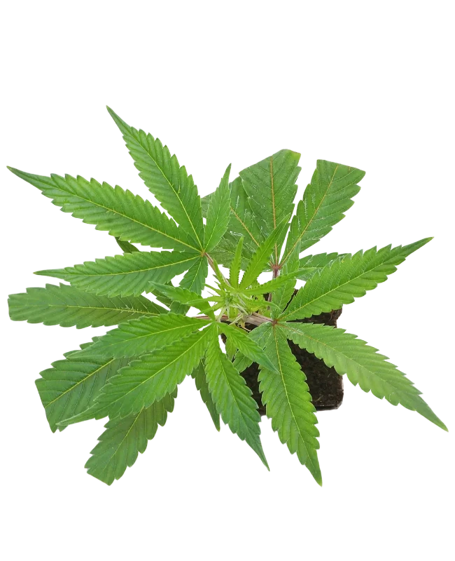 Pumpkin Spice Feminisierte Cannabispflanzen