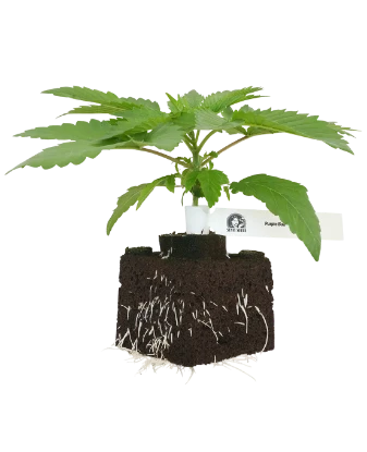 Purple Bud Feminisierte Cannabispflanzen von White Label