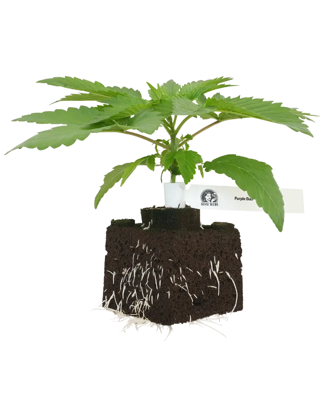 Purple Bud Feminisierte Cannabispflanzen von White Label