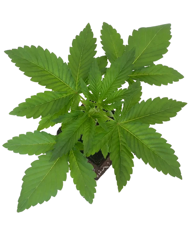 Purple Bud Feminisierte Cannabispflanzen von White Label