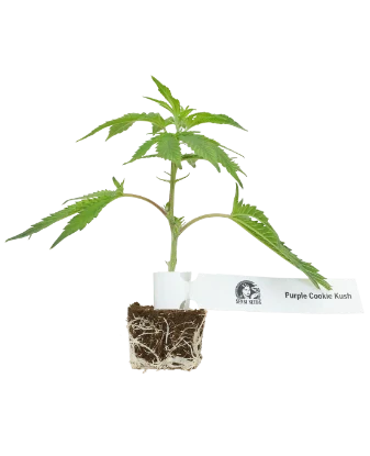 Purple Cookie Kush Feminisierte Cannabispflanzen