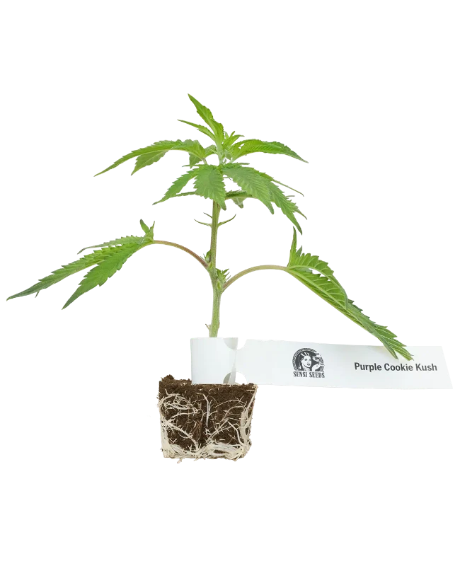 Purple Cookie Kush Feminisierte Cannabispflanzen