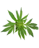 Purple Cookie Kush Feminisierte Cannabispflanzen