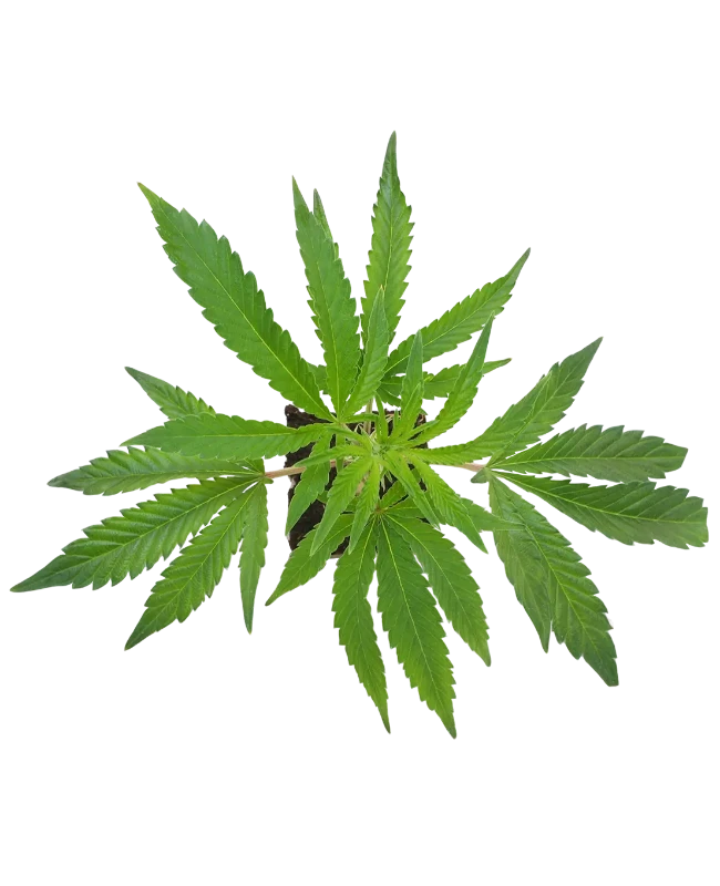 Purple Cookie Kush Feminisierte Cannabispflanzen