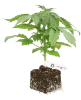 Purple Cookie Kush Feminisierte Cannabispflanzen
