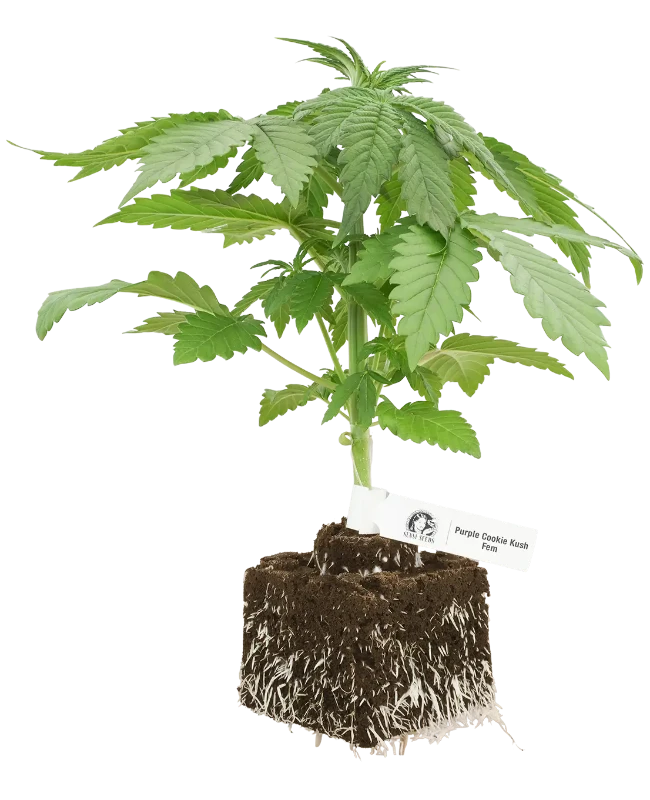 Purple Cookie Kush Feminisierte Cannabispflanzen