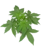 Purple Cookie Kush Feminisierte Cannabispflanzen
