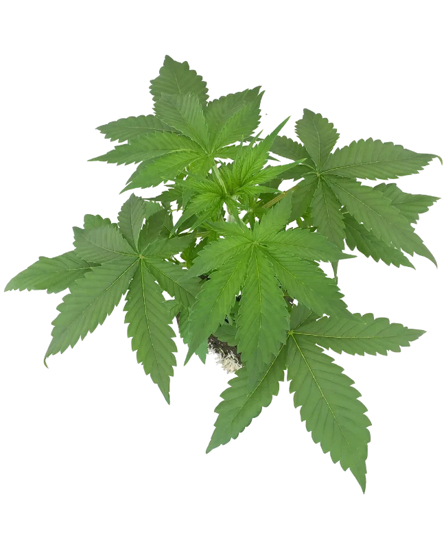 Purple Cookie Kush Feminisierte Cannabispflanzen