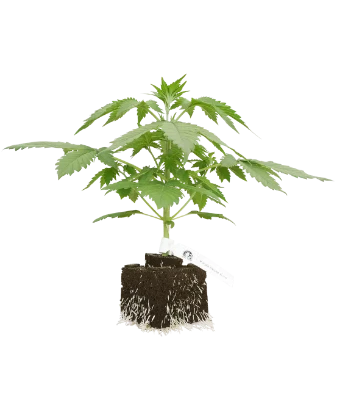 Purple Skunk Automatic Cannabispflanzen