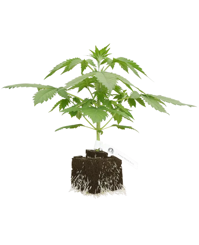 Purple Skunk Automatic Cannabispflanzen