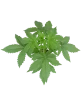 Purple Skunk Automatic Cannabispflanzen
