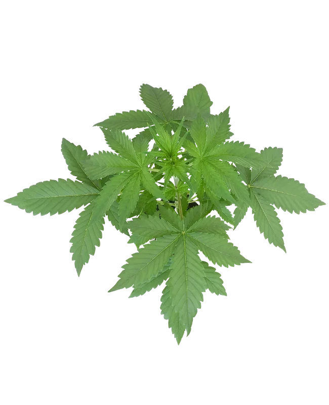 Purple Skunk Automatic Cannabispflanzen