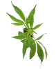 Screwdriver OG Feminisierte Cannabispflanzen