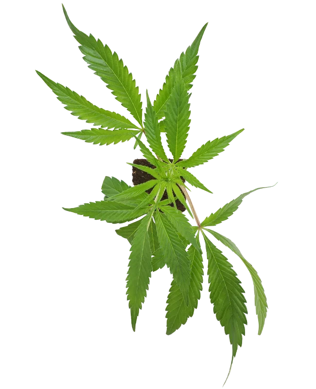 Screwdriver OG Feminisierte Cannabispflanzen