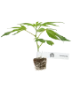 Screwdriver OG Feminisierte Cannabispflanzen
