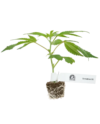 Screwdriver OG Feminisierte Cannabispflanzen