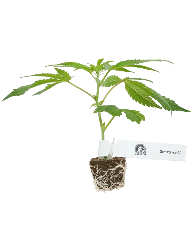 Screwdriver OG Feminisierte Cannabispflanzen