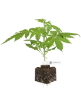 Sensi Amnesia XXL Automatic Cannabispflanzen
