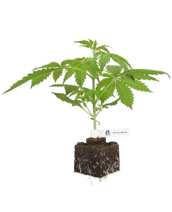 Sensi Amnesia XXL Automatic Cannabispflanzen