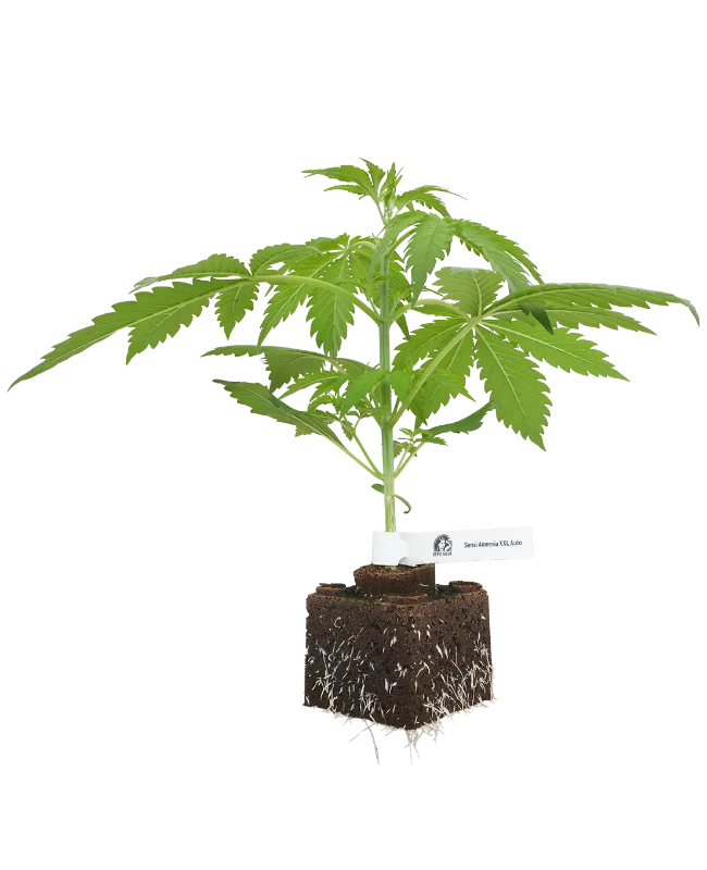 Sensi Amnesia XXL Automatic Cannabispflanzen
