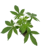 Sensi Amnesia XXL Automatic Cannabispflanzen