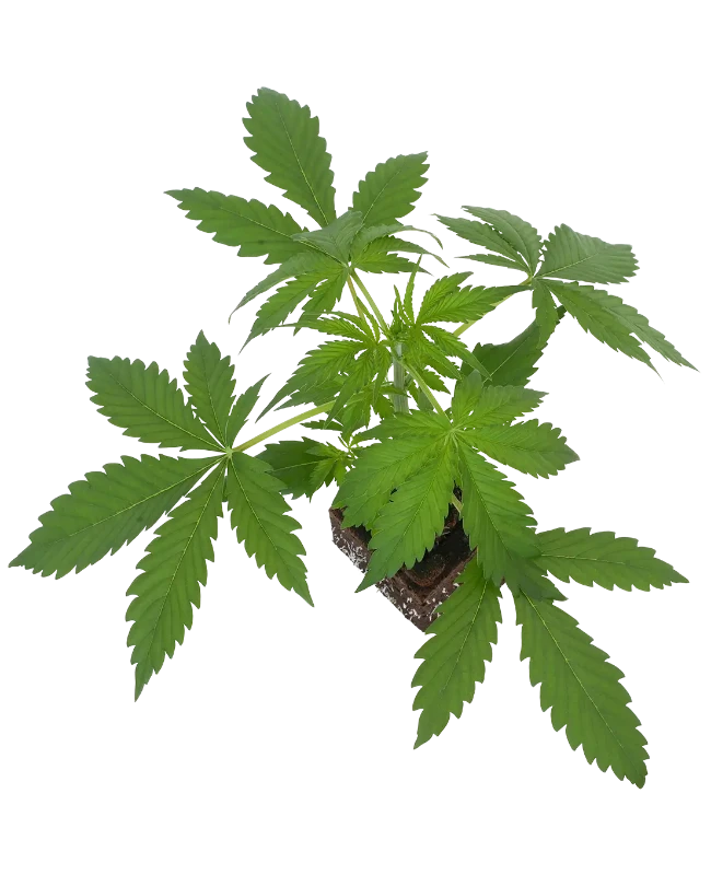 Sensi Amnesia XXL Automatic Cannabispflanzen