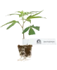 Sensi Purple Kush Feminisierte Cannabispflanzen
