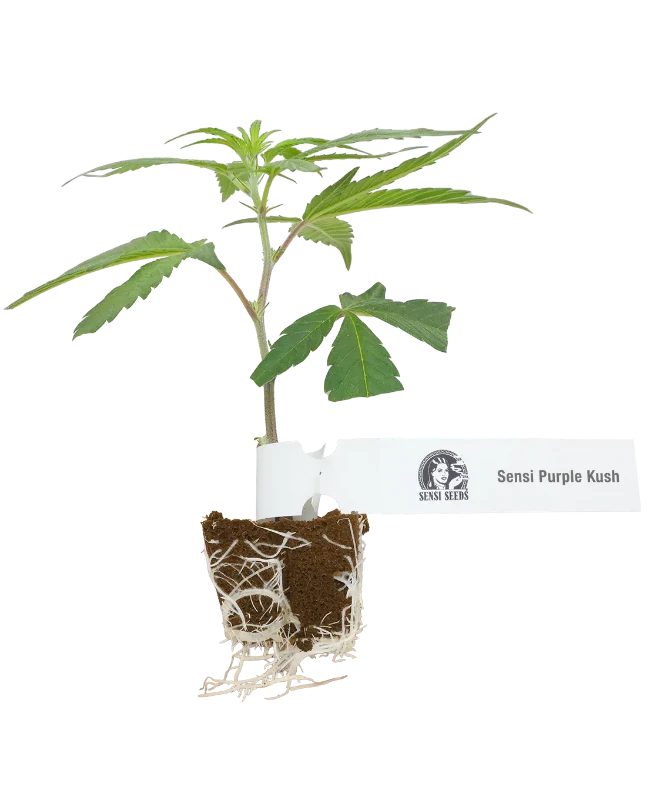 Sensi Purple Kush Feminisierte Cannabispflanzen
