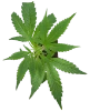 Sensi Purple Kush Feminisierte Cannabispflanzen