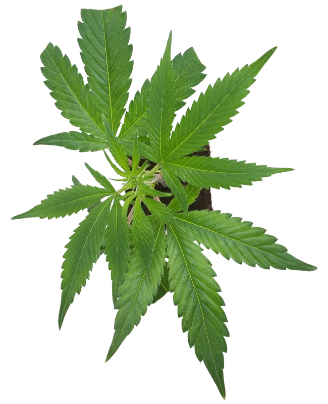 Sensi Purple Kush Feminisierte Cannabispflanzen