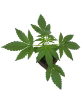 Sticky Orange XXL Automatic Cannabispflanzen