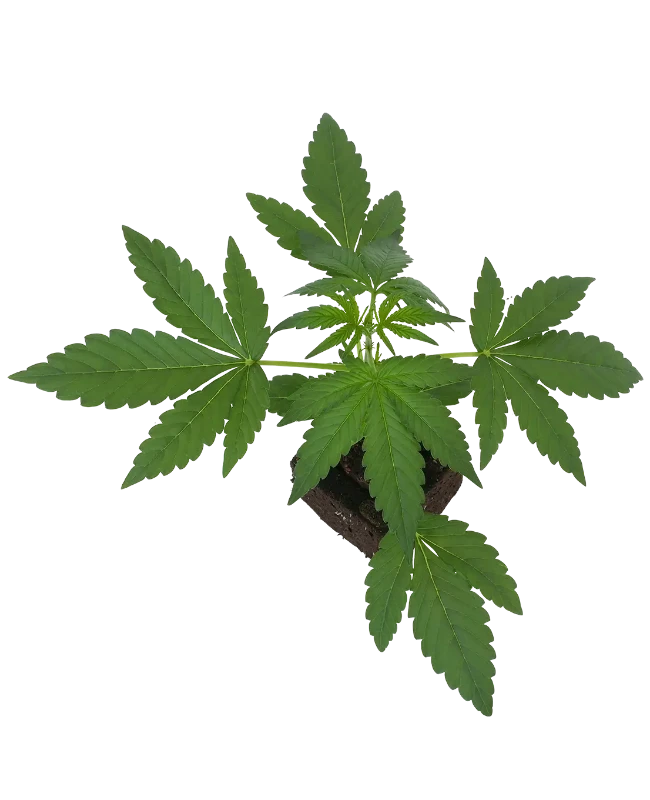 Sticky Orange XXL Automatic Cannabispflanzen