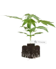Sticky Orange XXL Automatic Cannabispflanzen